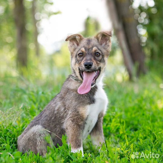 Щенок в дар