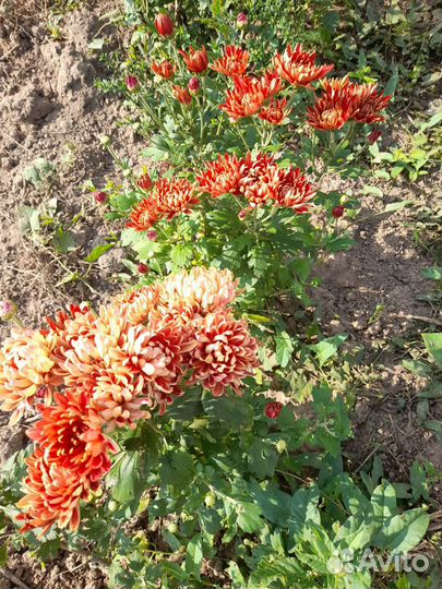 Растения для сада хризантемы