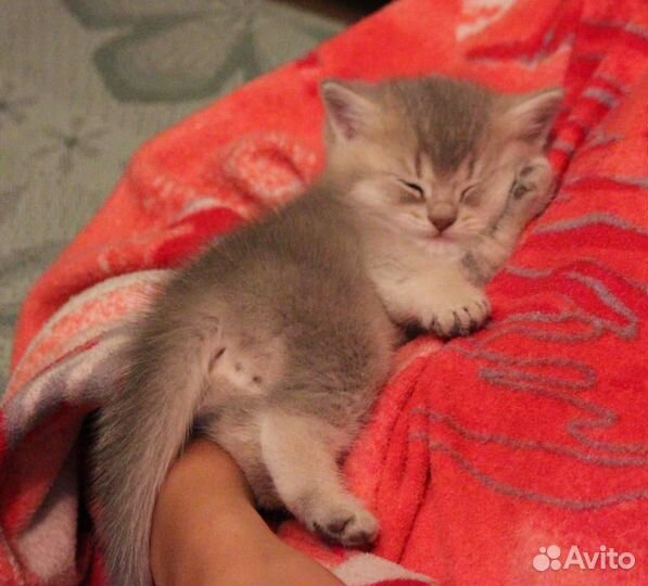 Клубные золотая шиншилла котята