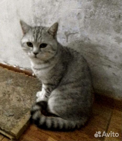 Британский кот вязка