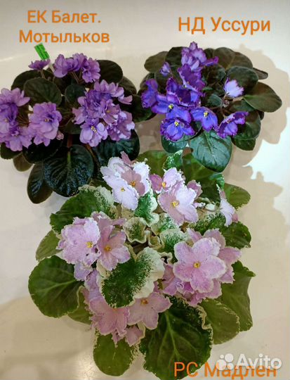 Сортовые фиалки,черенки, детки,стартёры, розетки