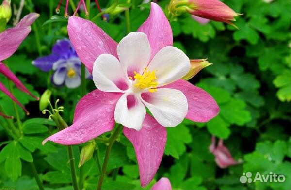 Аквилегия, роджерсия конскокаштановая