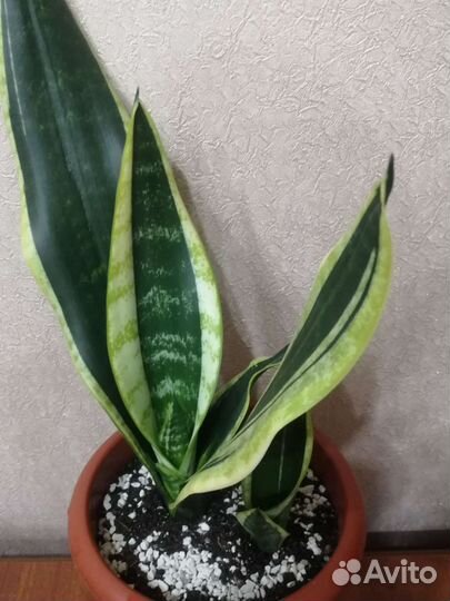 Сансевиерия сортовая Блек голден