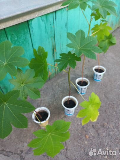 Клещевина занзибарская - Пальма на вашу дачу