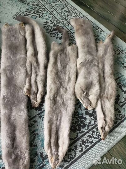 Шкурки голубой норки 12шт