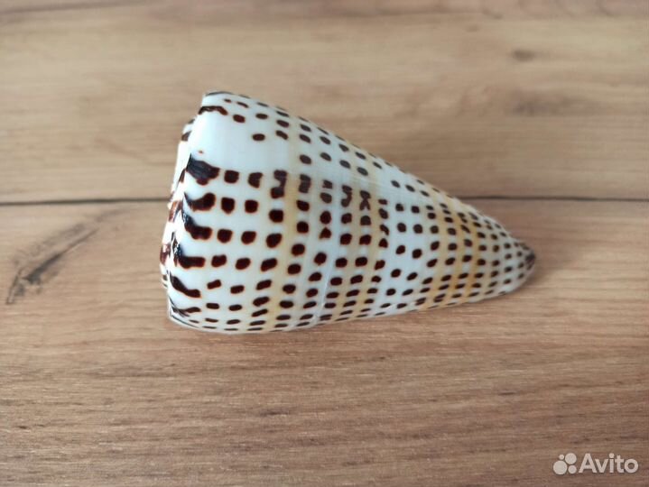 Морская раковина