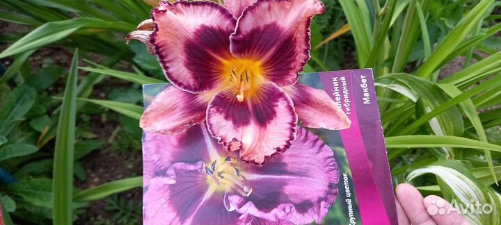 Лилейники сортовые