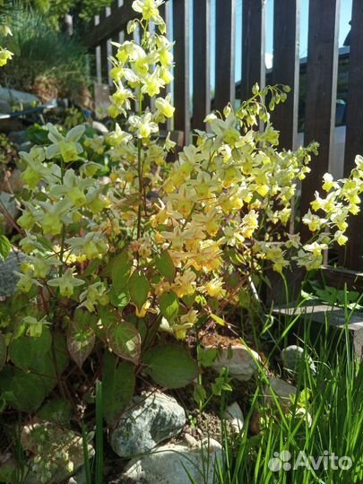 Горянка Е. х versicolor var. sulphureum
