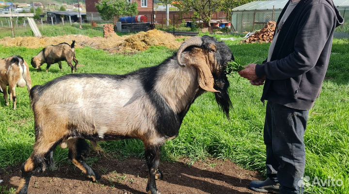 Англо нубийские козлята