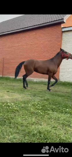 Верховая лошадь