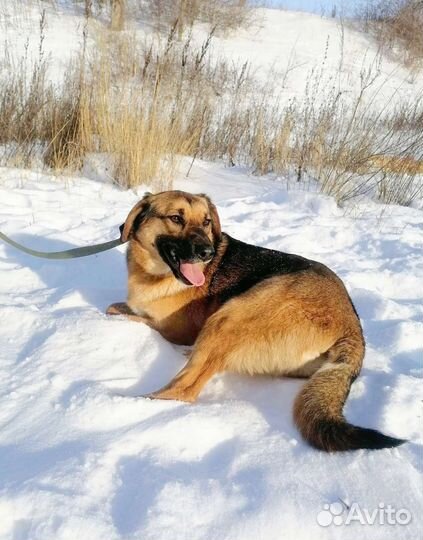 Собака Кассандра