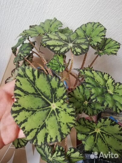 Бегония тигровая