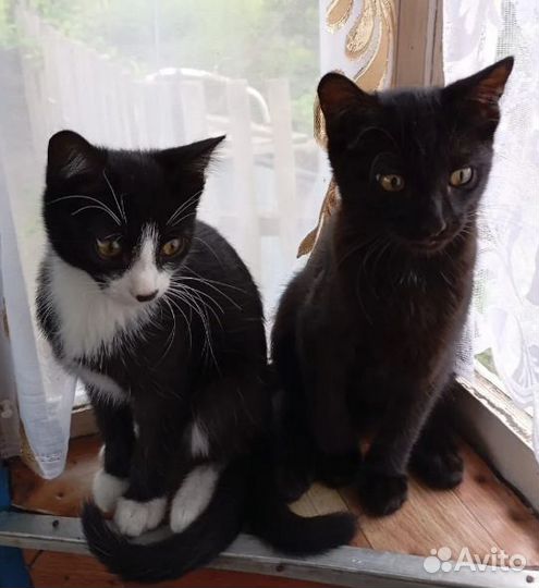 Кошка в дар