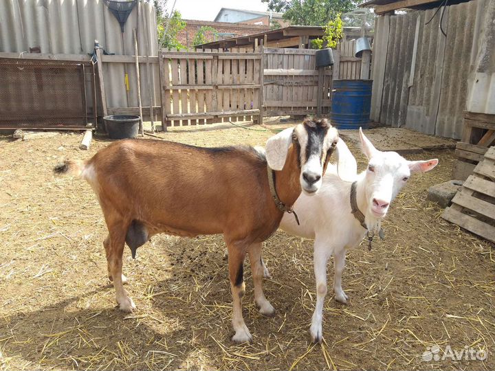 Нубийские козы дойные и козочки