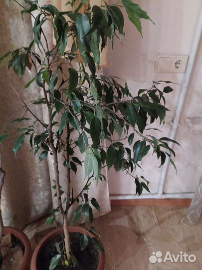 Фикус бенджамина большой