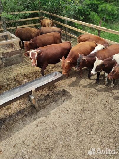 Продам быков