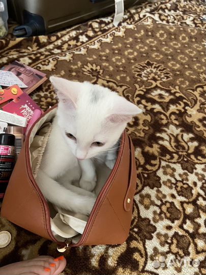 Отдам кошечку в добрые руки