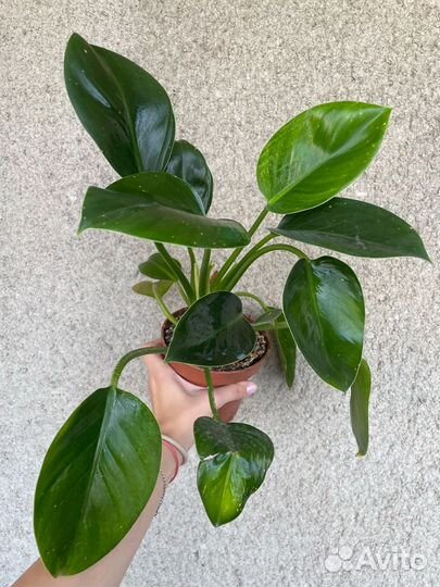 Филодендрон