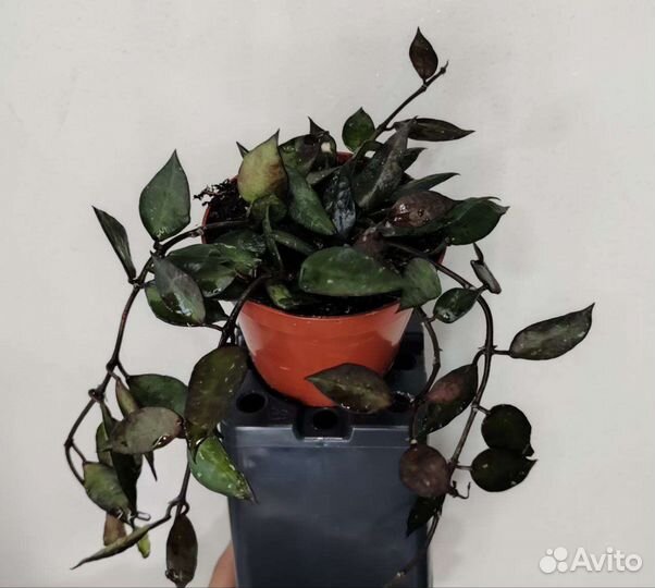 Хойя блэк ливз,альбомаргината,кримсон квин,куртиси