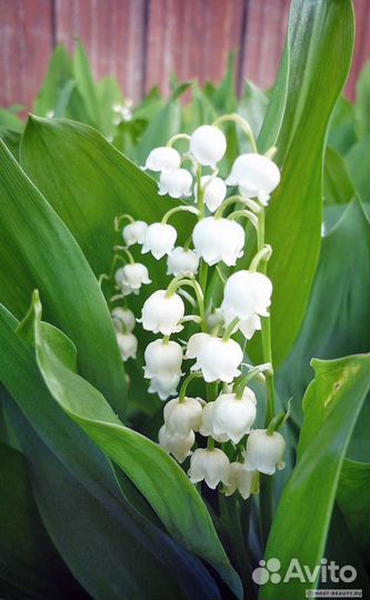 Многолетние цветы для сада