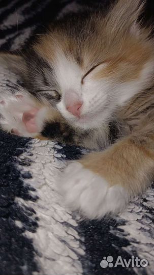 Кошка в добрые руки