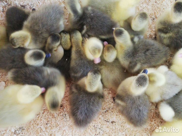 Гусята - Крупный Серый - Линда