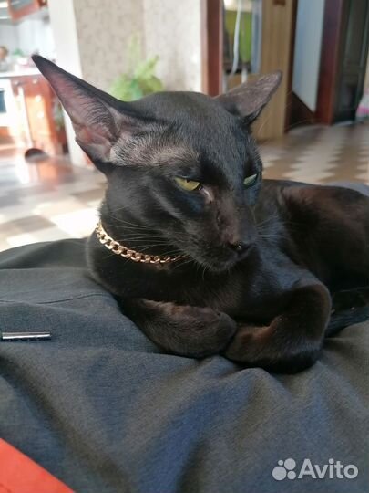 Ориентальная