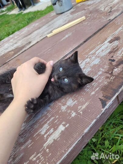 Кот в дар