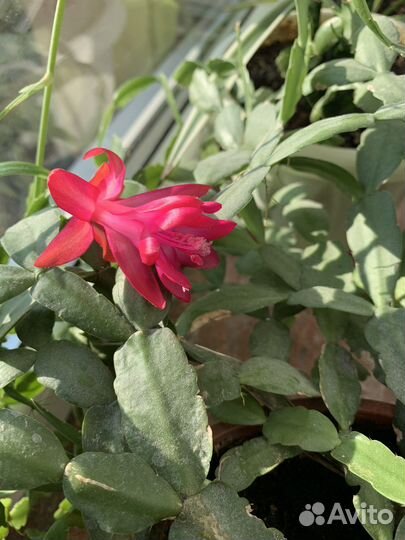 Цветок декабрист