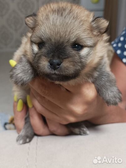 Домашние животные собаки щенки