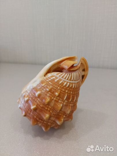 Ракушка декоративная