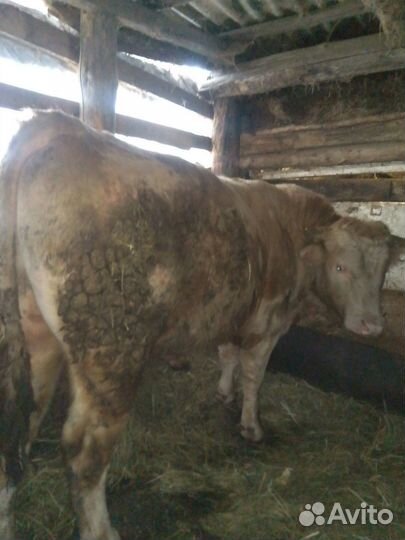 Быки на мясо