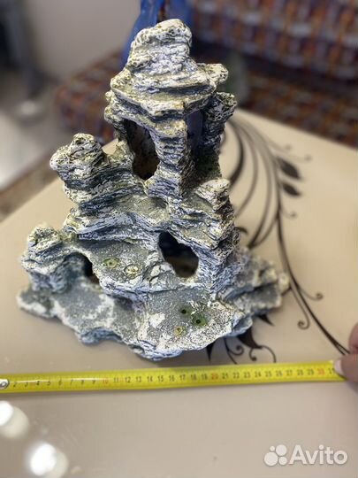 Морские ракушки раковины