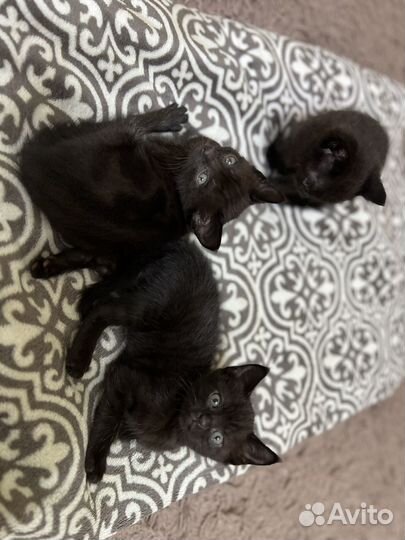 Кошки бесплатно