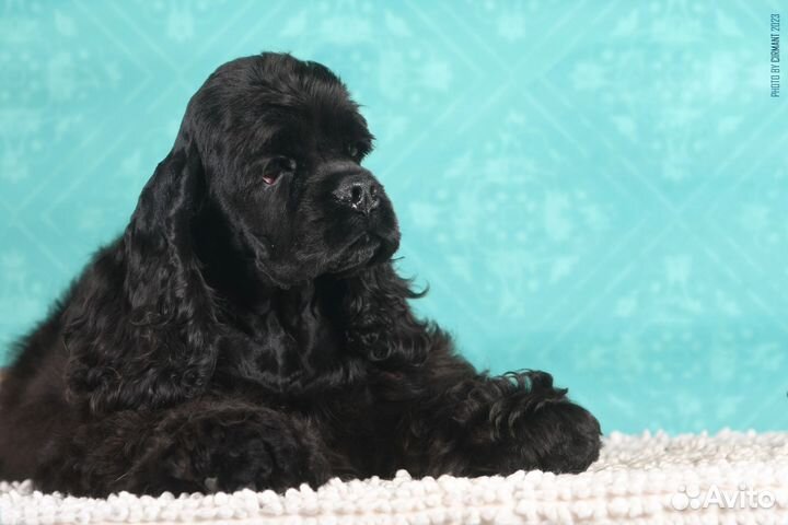 Кокер спаниель