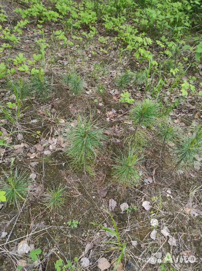 Рассада кедра