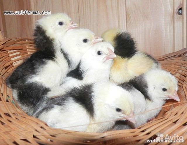 Продам инкубационное яйцо породистых кур