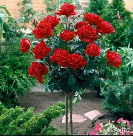 Розы на штамбе