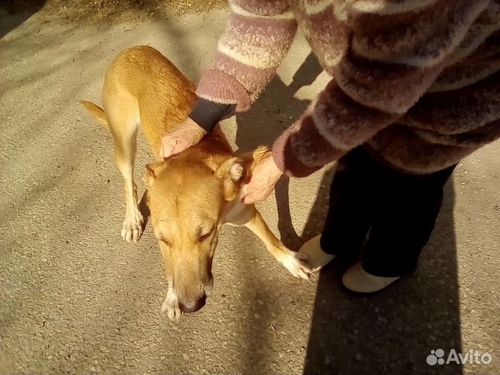 Нежная Лия нуждается в доме или передержке