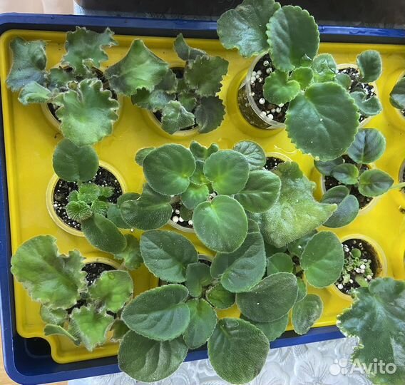 Фиалка детки и пасынки сортовых фиалок