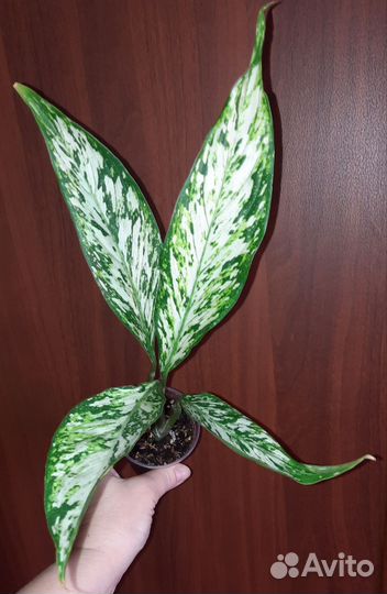 Диффенбахии