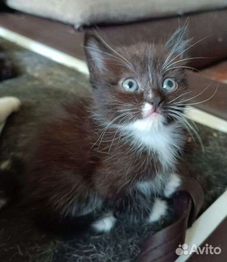 Прелестные котятки ищут семью