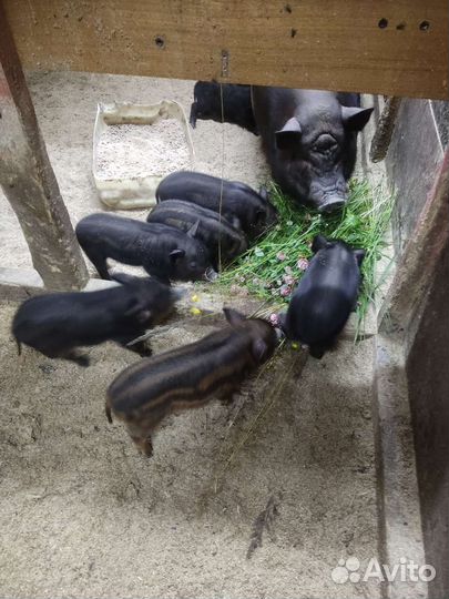 Кармалы (вьетнамский вислобрихий + мангалица)