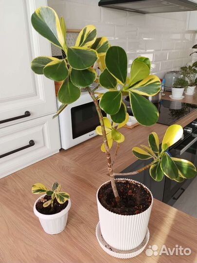 Клузия вариегатная