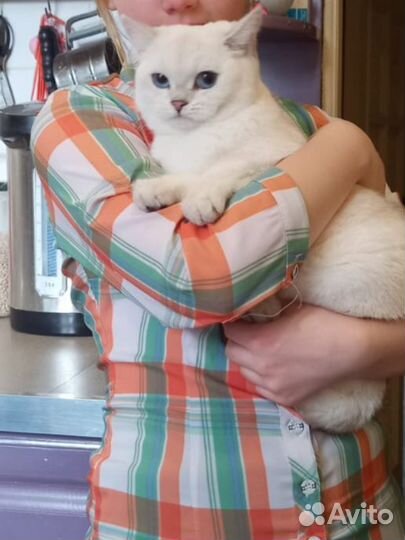 Кошка золотая шиншилла