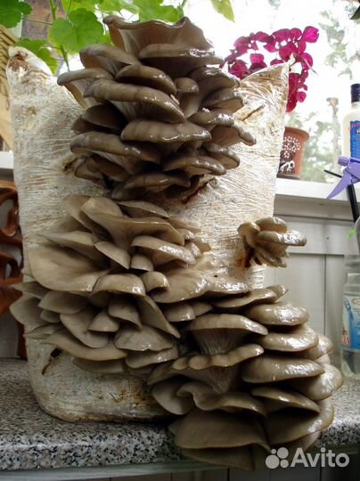 Мицелий грибов просто вкусно и очень интересно