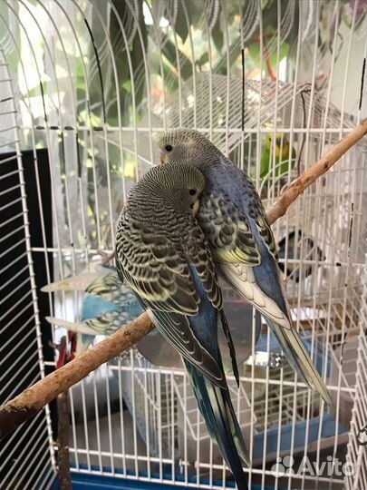 Волнистый попугай