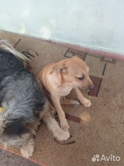 Девочка в добрые ручки