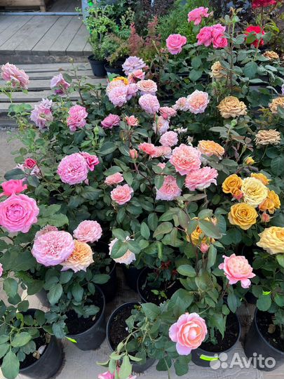 Саженцы роз в ассортименте