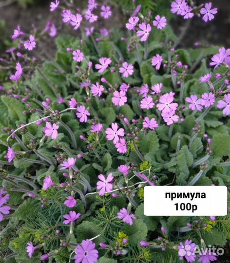 Многолетники для сада цветы